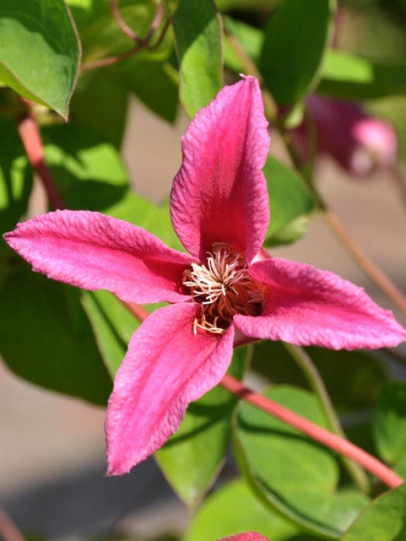 Die pinke Blüte der Clematis 'Princess Diana'