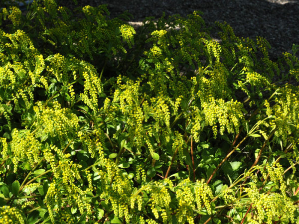 Chiastophyllum oppositifolium, Goldtröpfchen, Walddickblatt