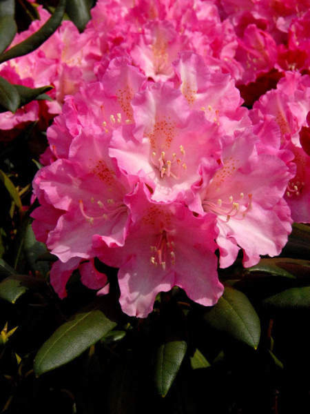 Rhododendron yakushimanum &#039;Kalinka&#039;