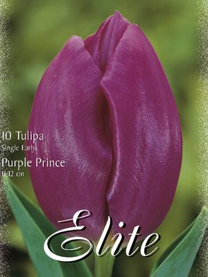 Einfache frühe Tulpe &#039;Purple Prince&#039; (Art.Nr. 595116)