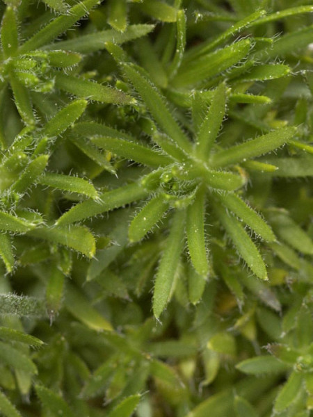 Draba bruniifolia, Felsenblümchen, Hungerblümchen