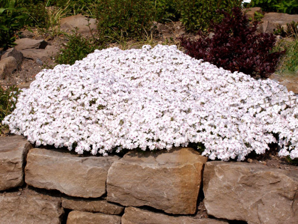 Phlox subulata &#039;Amazing Grace&#039;, Polster-Phlox, Teppich-Phlox, Teppich-Flammenblume