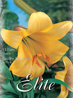 Trompeten-Lilien-Hybride &#039;Golden Splendour&#039;, Lilium (Art.Nr. 521744)