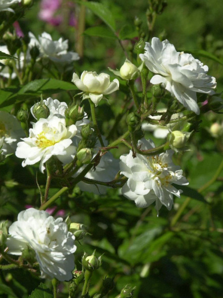 Rosenblüten Guirlande d´Amour