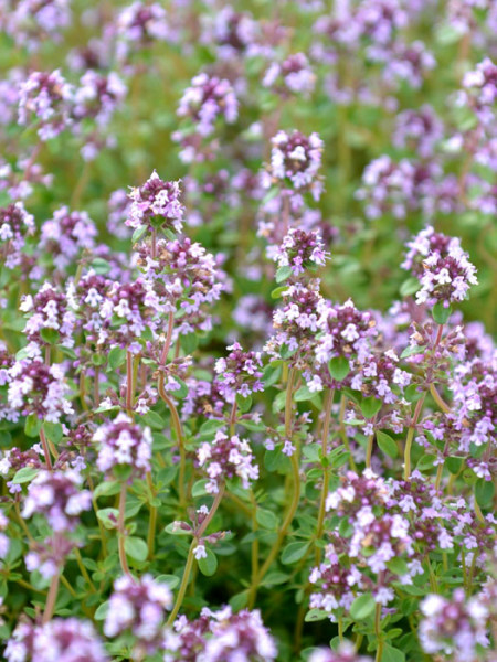 Thymus vulgaris &#039;Duftkissen&#039; (M), Duft-Thymian, Garten-Thymian