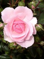 Rose Bonica 82 ® - Meilland