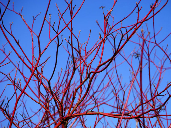 Cornus alba, Weißer Hartriegel