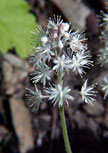 tiarella-cordifolia56d6fc7880d96