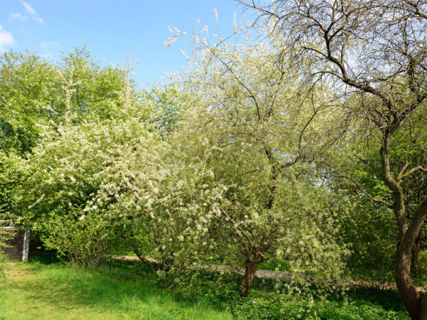 Prunus mahaleb, Steinweichsel