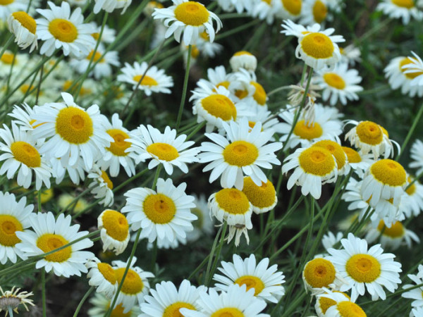 Anthemis tinctoria &#039;Sauce Hollandaise&#039;, helle Färberkamille,