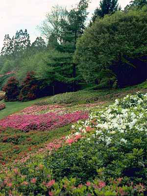 Rhododendron-Begleit-Stauden 5 Sorten (21 Pflanzen)