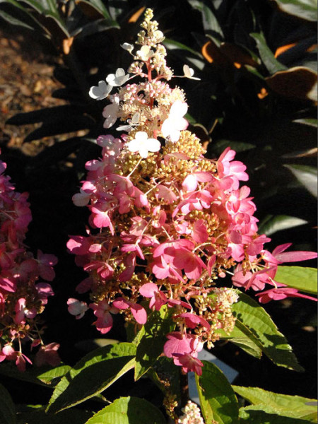 Hortensie Pinky Winky Blüte