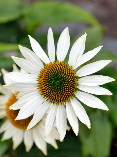 Echinacea purpurea &#039;Purity&#039;, Garten-Sonnenhut, Scheinsonnenhut