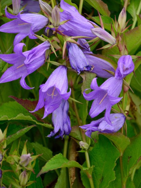 Campanula latifolia var. macrantha (M), Breitblättrige Wald-Glockenblume