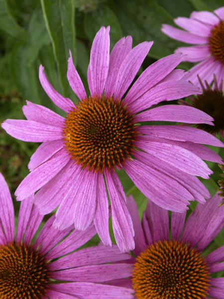 Echinacea purpurea &#039;Magnus&#039; (M), Garten-Sonnenhut, Scheinsonnenhut