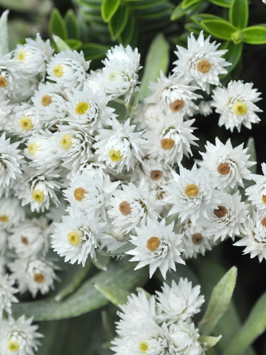 Anaphalis Triplinervis Sommerschnee Perlkorbchen