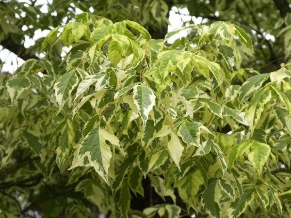 Acer negundo &#039;Aureo-Variegatum&#039;, Goldbunter Eschen-Ahorn