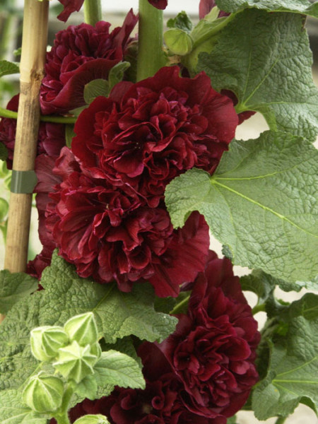 Alcea rosea &#039;Pleniflora&#039; rot (M), Stockrose, gefüllte Stockmalve