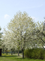 Prunus avium, Vogelkirsche, Wildkirsche