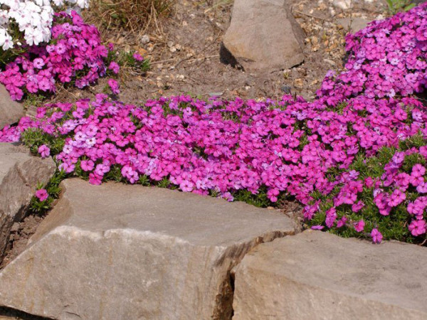 Phlox douglasii &#039;Red Admiral&#039;, Polsterphlox, Teppich-Flammenblume