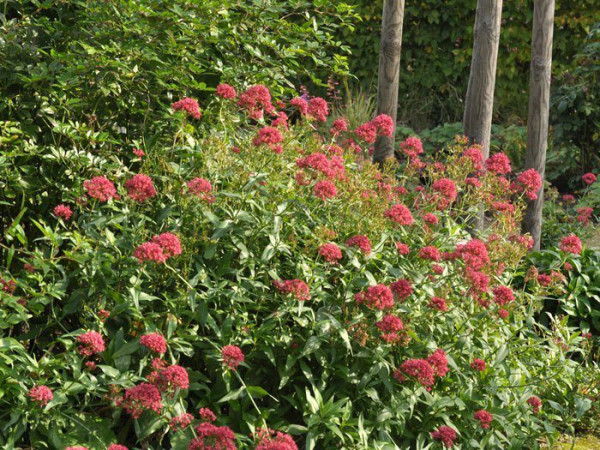 Centranthus ruber &#039;Coccineus&#039;, Spornblume