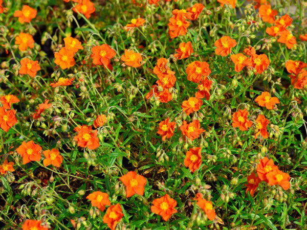 Reicher Blütenflor des Garten-Sonnenröschens