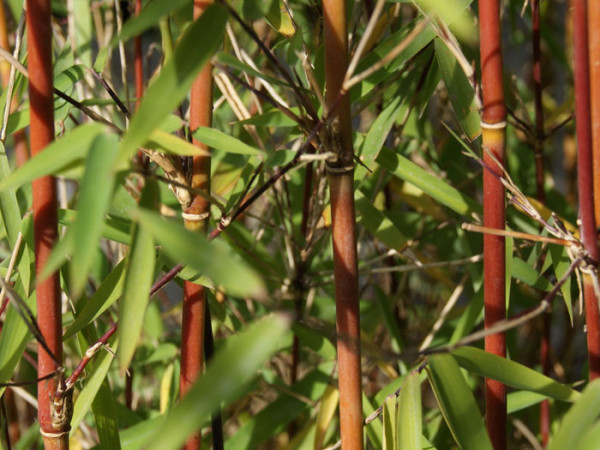 Fargesia jiuzhaigou, Jade Bambus, rothalmiger Schirm-Bambus