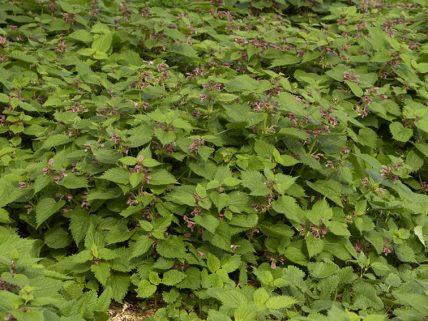 Lamium orvala, Nesselkönig