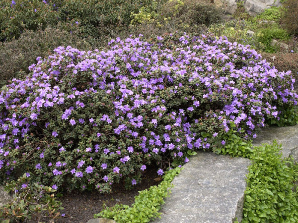 Rhododendron impeditum &#039;Ramapo&#039;