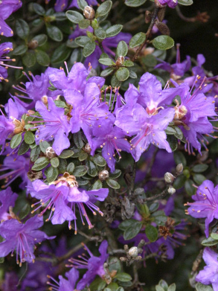 Rhododendron impeditum, immergrüner Zwerg-Rhododendron