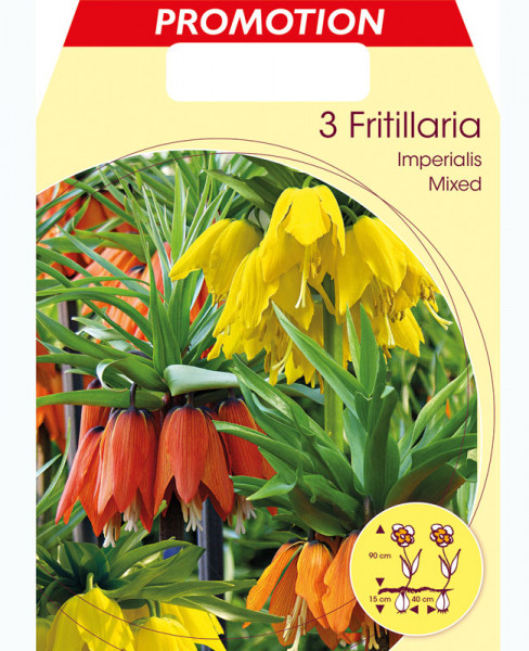 Kaiserkrone - Fritillaria imperialis &#039;Prachtmischung&#039; (Art.Nr. 5979800)