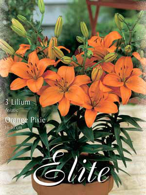 Topf- und Beet-Lilie &#039;Orange Pixie&#039;, Lilium (Art.Nr. 521782)