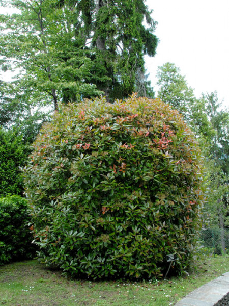 Photinia fraseri &#039;Red Robin&#039;, immergrüne rote Glanzmispel