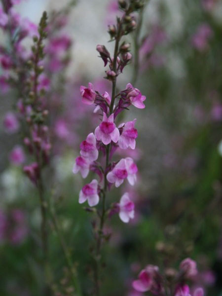 Linaria purpurea &#039;Canon J. Went&#039;, Rosa Leinkraut