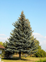 Picea pungens 'Glauca', Blaufichte