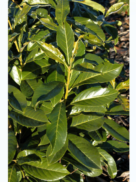 Prunus laurocerasus &#039;Caucasica&#039;, Kaukasischer Kirschlorbeer