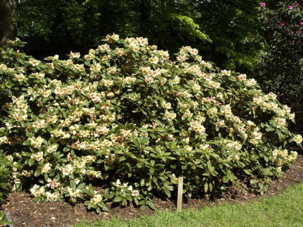 Rhododendron &#039;Viscy&#039;