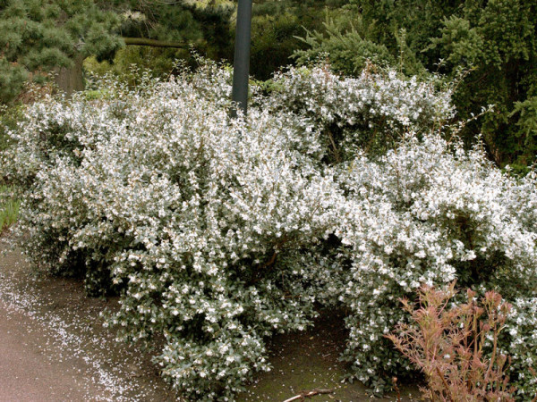 Osmanthus burkwoodii, Frühlings-Duftblüte