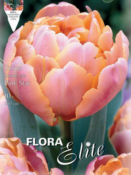 Tulpe Pink Star