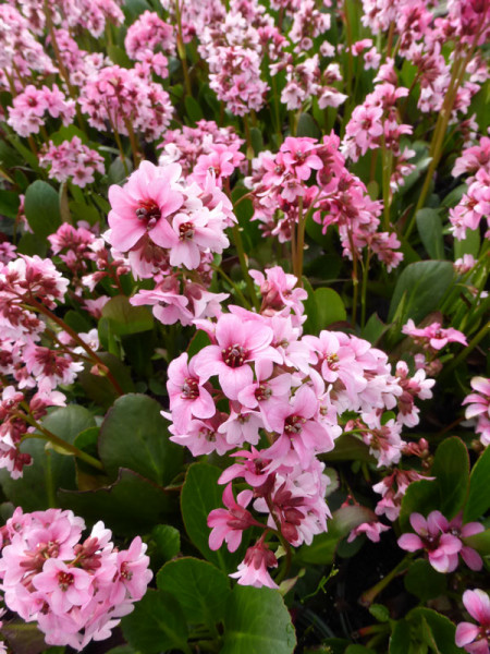 Bergenia cordifolia &#039;Pink Dragonfly&#039;, Bergenie