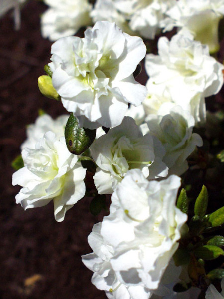 Rhododendron obtusum &#039;Schneeperle&#039;, wintergrüne japanische Zwergazalee