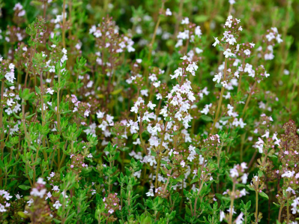 Echter Thymian, Thymus vulgaris