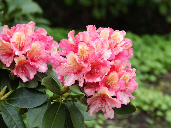 Rhododendron &#039;Brasilia&#039;