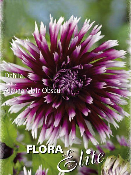 Kaktus-Dahlie &#039;Alauna Clair Obscur&#039;, Dahlia (Art.Nr. 520002)