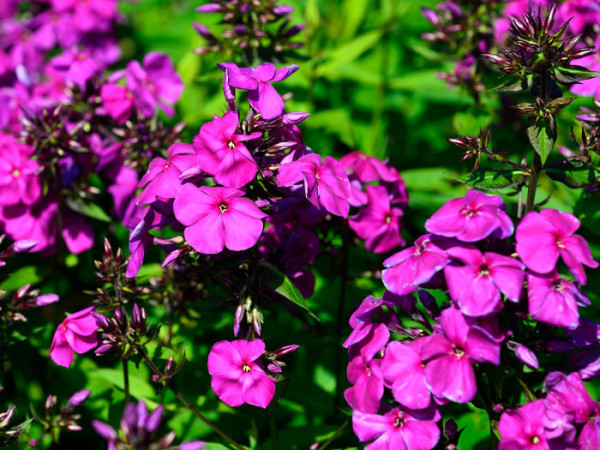 Phlox paniculata &#039;Düsterlohe&#039; (M), Flammenblume, Sommerphlox