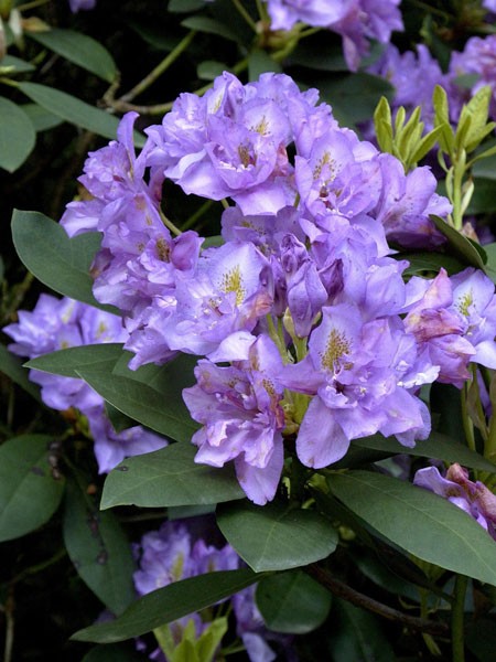 Rhododendron &#039;Fastuosum Flore Pleno&#039;