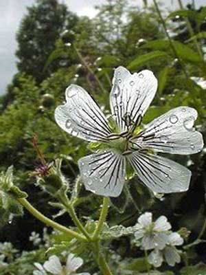 Einzelblüte des Storchschnabels