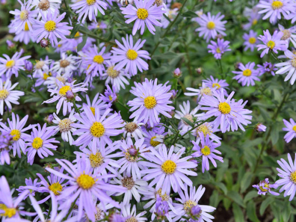 Aster amellus &#039;Dr. Otto Petschek&#039;, Bergaster, Amellusaster