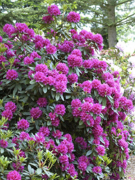 Rhododendron &#039;Dr. H. C. Dresselhuys&#039;