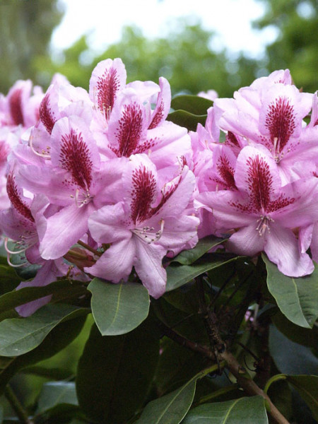 Rhododendron &#039;Furnivall&#039;s Daughter&#039; INKARHO®